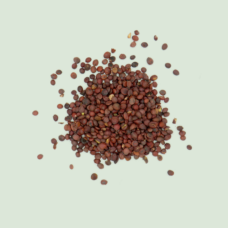 Ziziphi spinosae Semen (Suan Zao Ren / Stacheljujubesamen)