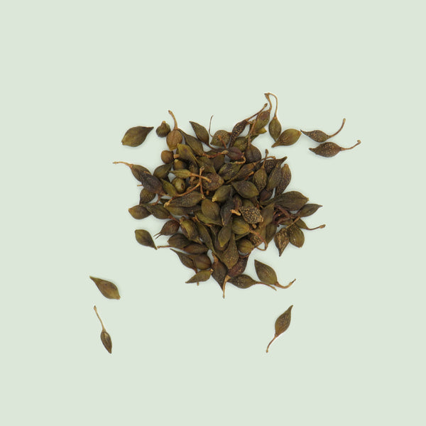Forsythiae Fructus (Lian Qiao / Forsythienfrüchte)