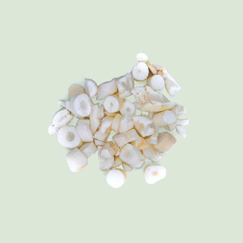 Tetrapanacis Medulla (Tong Cao/Reispapierbaum-Stängelmark)