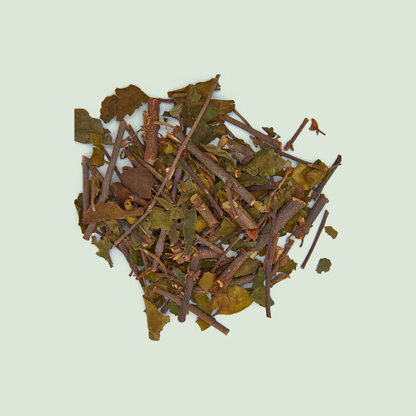 Taxilli Ramulus, Loranthi (Sang Ji Sheng/Maulbeermistelzweige)