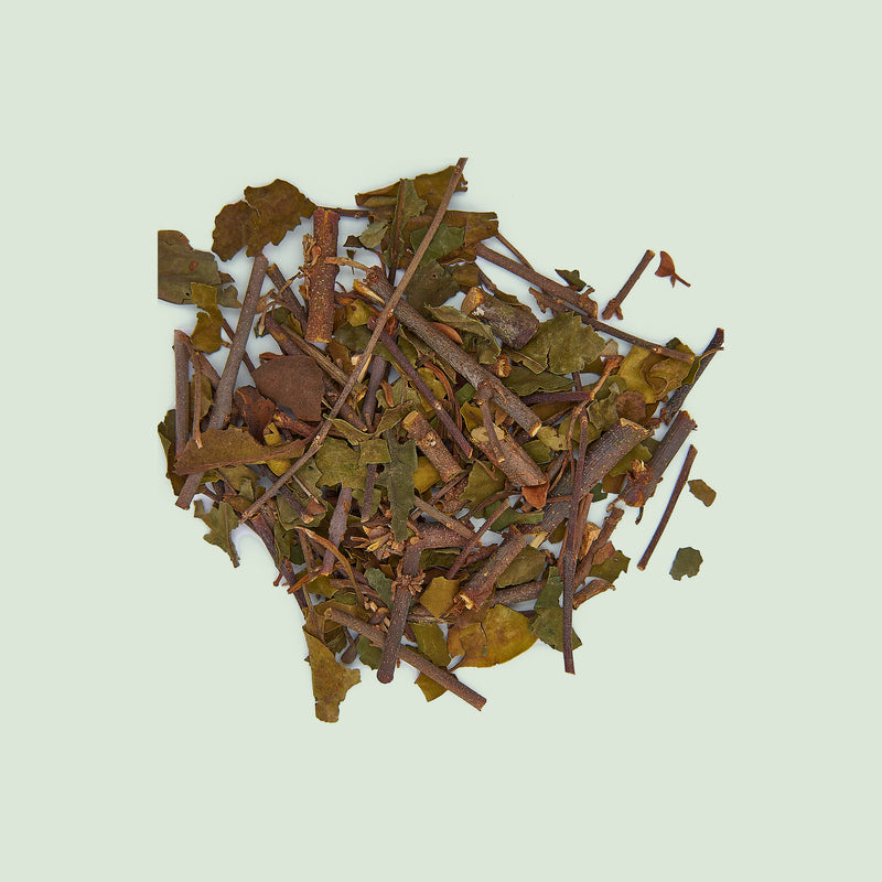 Taxilli Ramulus, Loranthi (Sang Ji Sheng/Maulbeermistelzweige)
