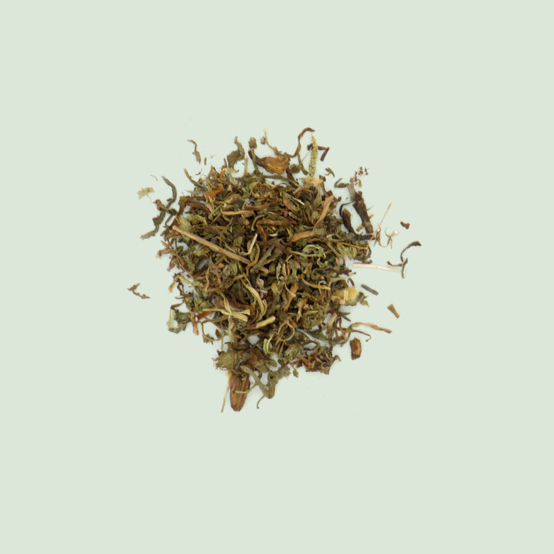 Taraxaci Herba (Pu Gong Ying / Löwenzahnkraut)