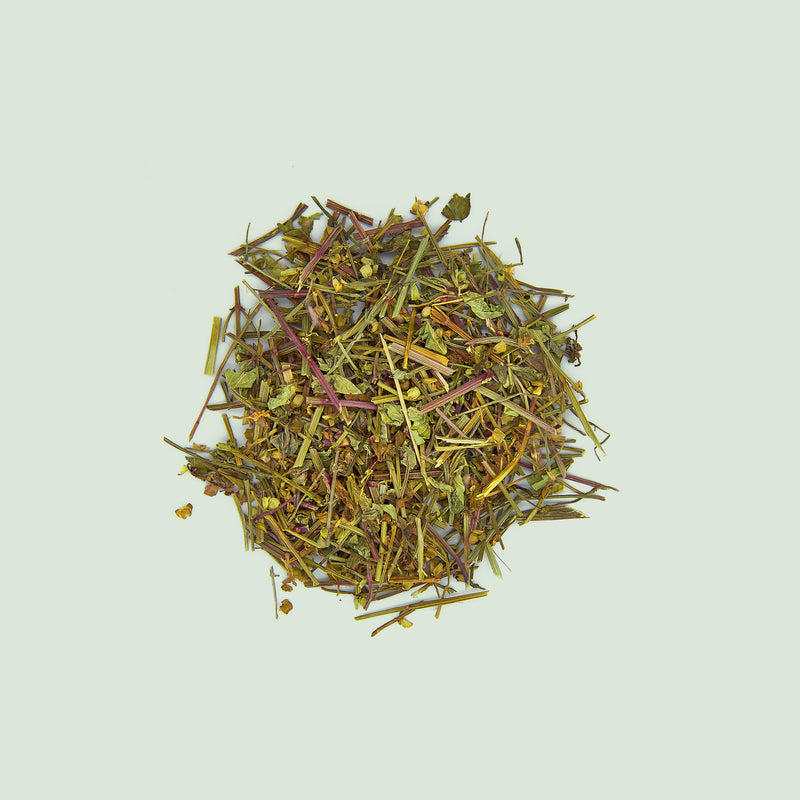 Scutellariae barbatae Herba (Ban Zhi Lian/Helmkraut, bärtiges)