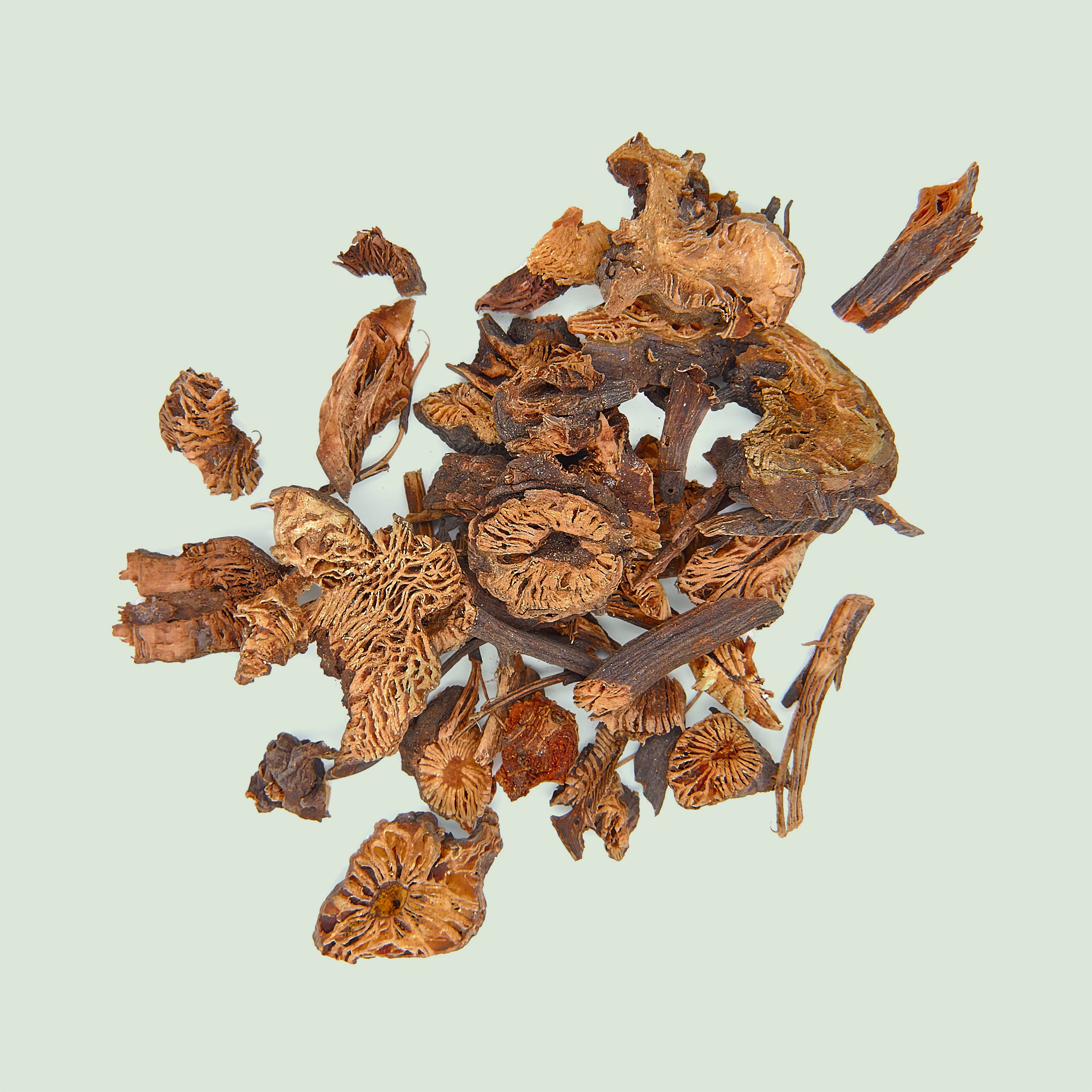 Cimicifugae Rhizoma (Sheng Ma/Silberkerzenwurzelstock) – Green Harris