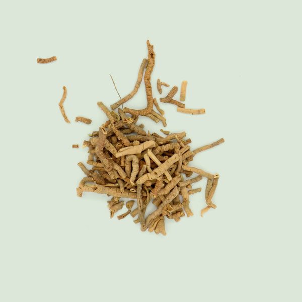Polygalae Radix (Yuan Zhi / sibir. Kreuzblumenwurzel)