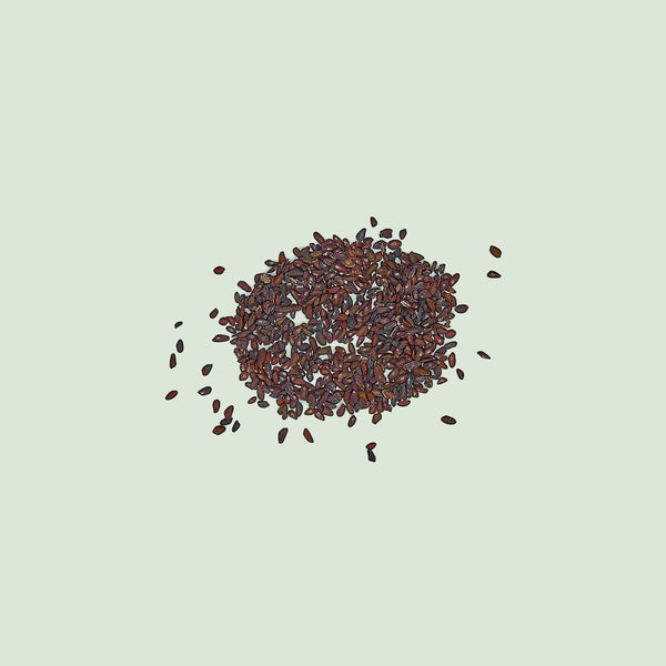 Plantaginis Semen (Che Qian Zi/Wegerichsamen, asiatisch)