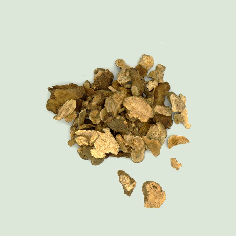 Atractylodis macrocephalae Rhizoma (Bai Zhu / Speichelkrautwurzel, großköpfig)