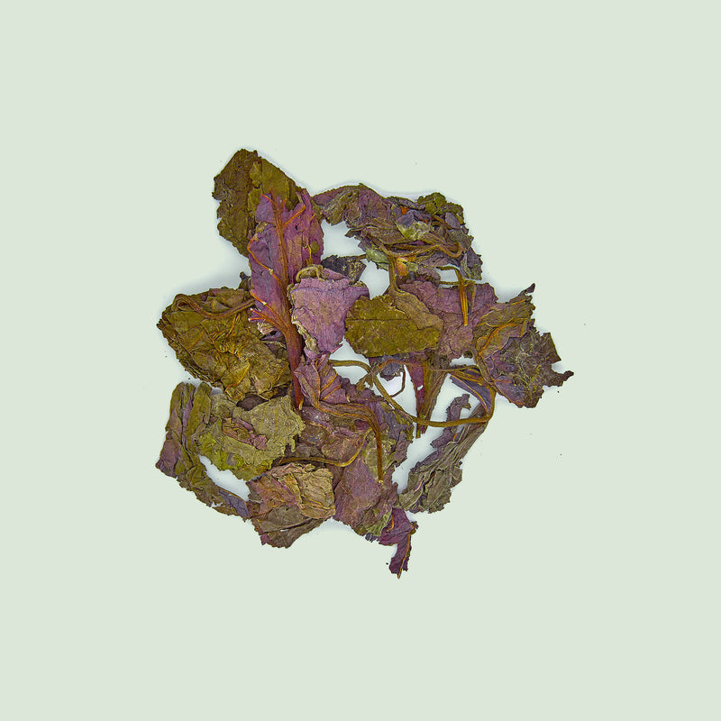 Perillae Folium (Caulis) (Zi Su Ye/Schwarznesselblätter)