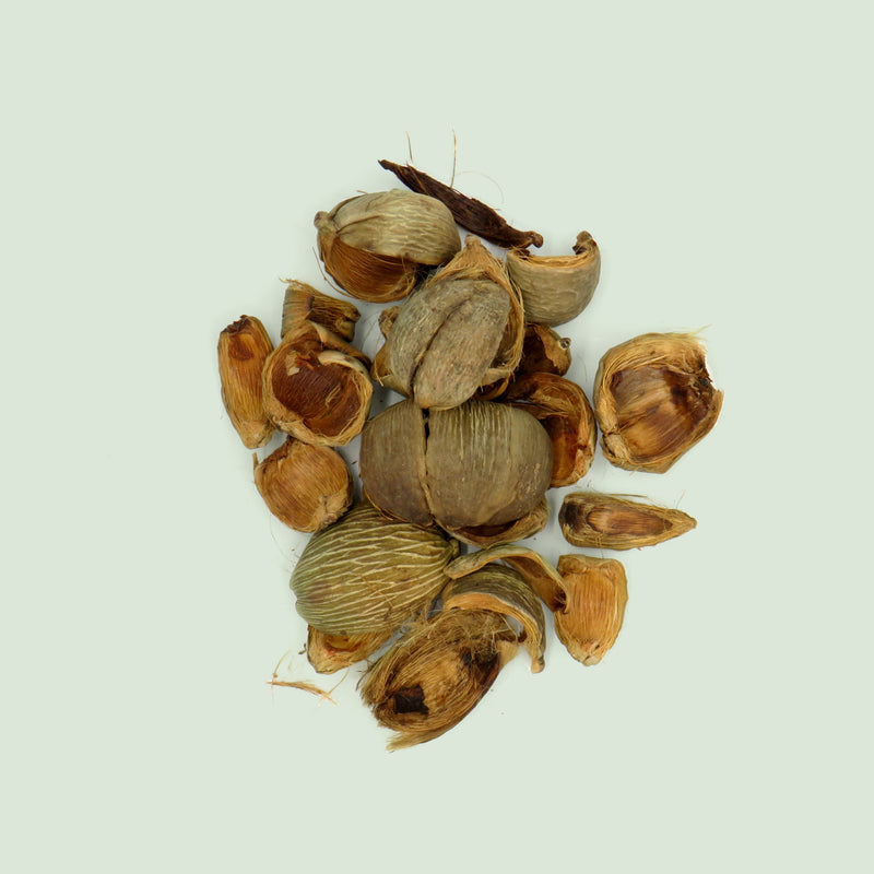 Arecae Pericarpium (Da Fu Pi / Betelnussschale)