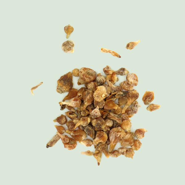 Allii Macrostemi Bulbus (Xie Bai / Knoblauchknolle, chin.)