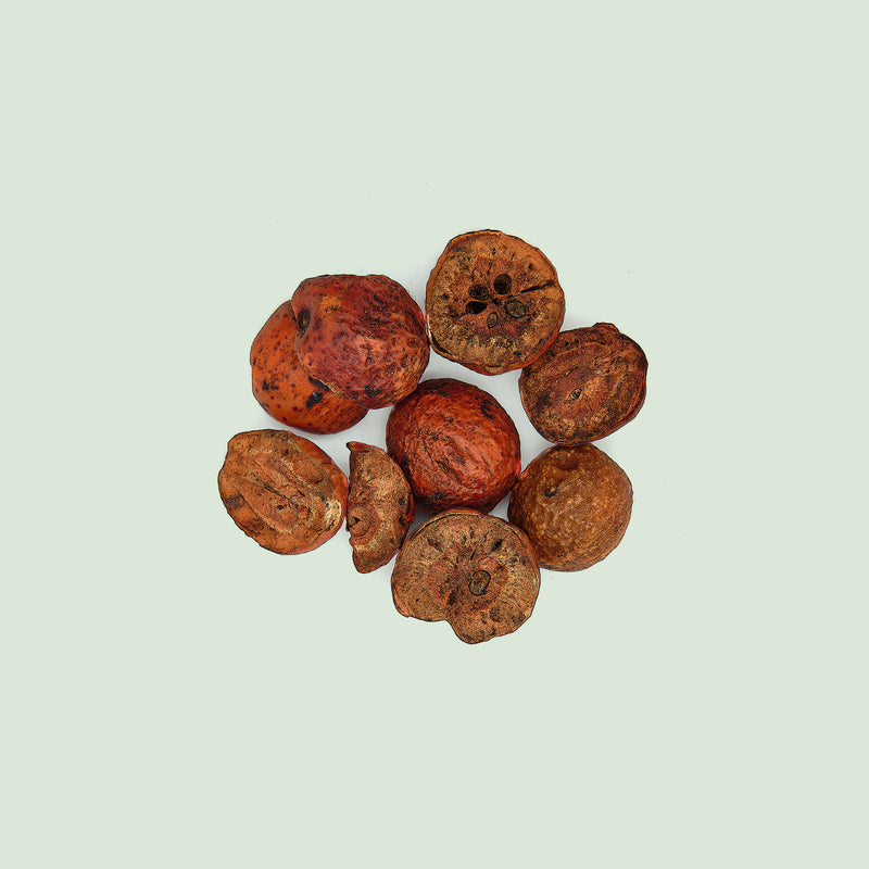 Meliae toosendan Fructus (Chuan Lian Zi/Paternosterbaumfrüchte)