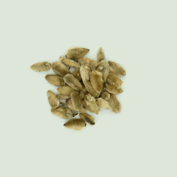 Magnoliae Flos (Xin Yi Hua / Magnolienblüten)