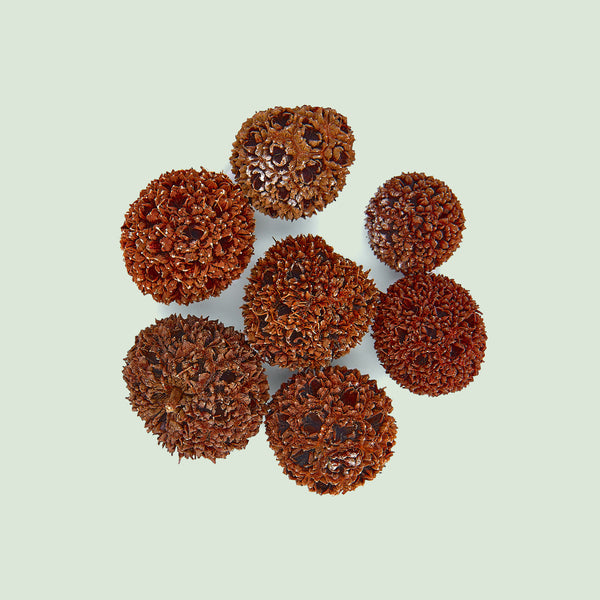 Liquidambaris Fructus (Lu Lu Tong/Amberbaumfrüchte)