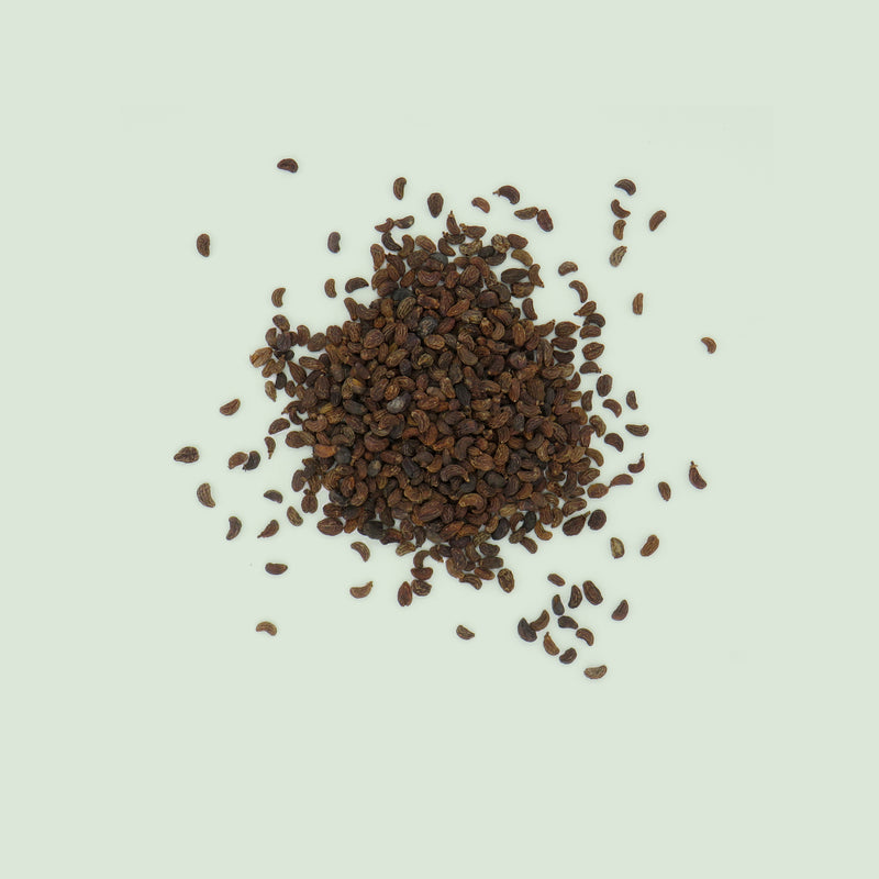 Ligustri Lucidi Fructus (Nu Zhen Zi / Ligusterfrüchte)