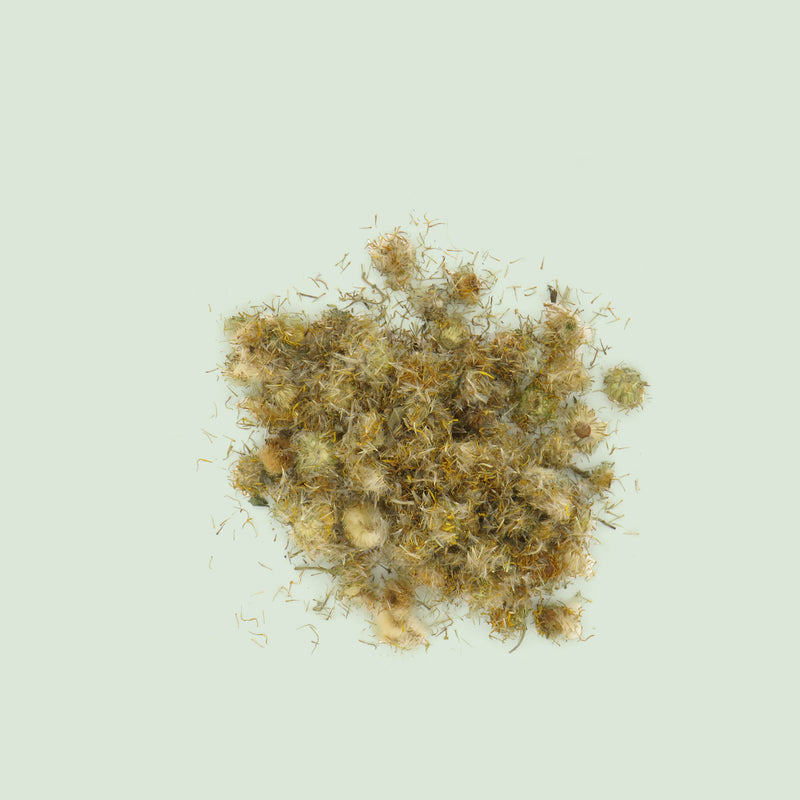 Inulae Flos (Xuan Fu Hua / Alantblüten)